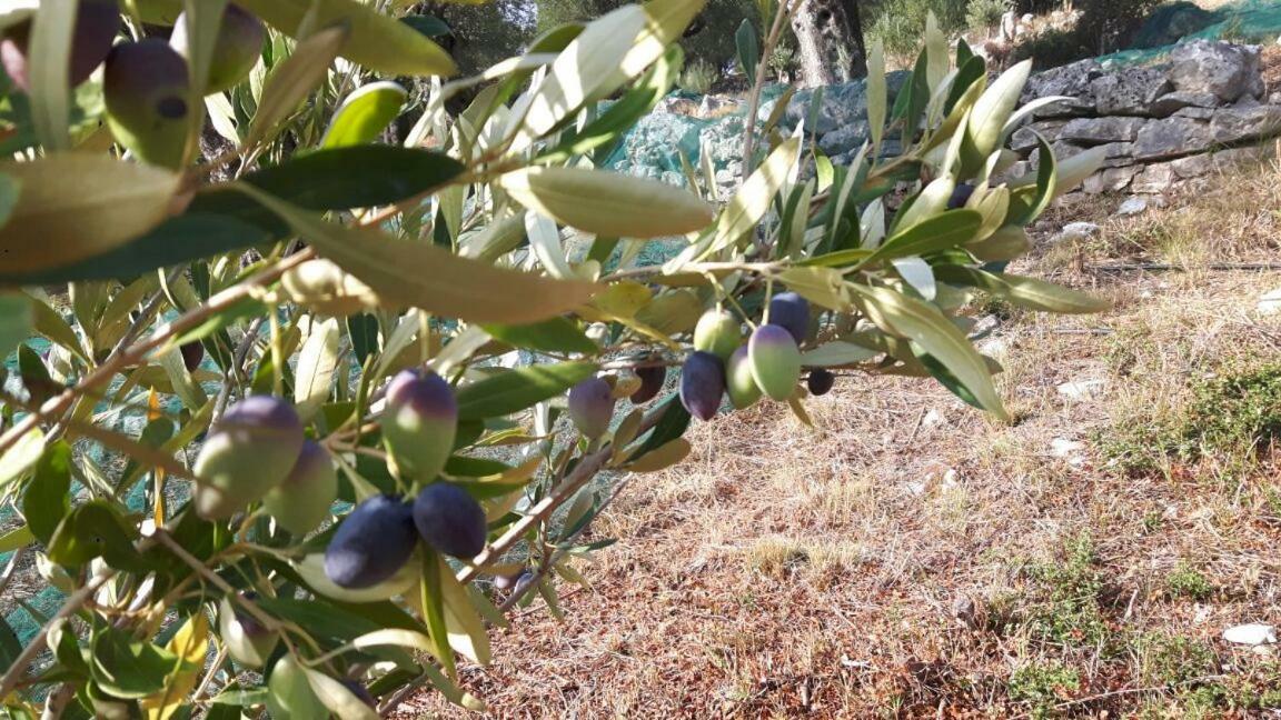 The Olive Grove House Villa Kassiopi Exterior photo